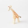 Young Giraffe